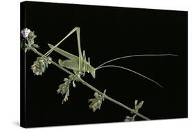 Tylopsis Lilifolia (Lily Bush-Cricket)-Paul Starosta-Stretched Canvas