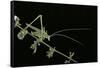 Tylopsis Lilifolia (Lily Bush-Cricket)-Paul Starosta-Framed Stretched Canvas