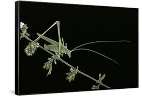 Tylopsis Lilifolia (Lily Bush-Cricket)-Paul Starosta-Framed Stretched Canvas