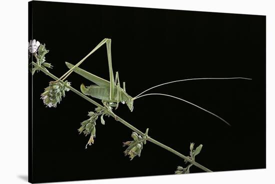 Tylopsis Lilifolia (Lily Bush-Cricket)-Paul Starosta-Stretched Canvas