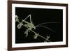 Tylopsis Lilifolia (Lily Bush-Cricket)-Paul Starosta-Framed Photographic Print