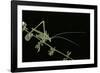 Tylopsis Lilifolia (Lily Bush-Cricket)-Paul Starosta-Framed Photographic Print