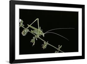 Tylopsis Lilifolia (Lily Bush-Cricket)-Paul Starosta-Framed Photographic Print