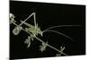 Tylopsis Lilifolia (Lily Bush-Cricket)-Paul Starosta-Mounted Photographic Print