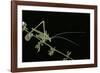 Tylopsis Lilifolia (Lily Bush-Cricket)-Paul Starosta-Framed Photographic Print