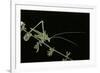 Tylopsis Lilifolia (Lily Bush-Cricket)-Paul Starosta-Framed Photographic Print