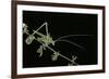 Tylopsis Lilifolia (Lily Bush-Cricket)-Paul Starosta-Framed Photographic Print