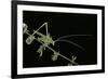 Tylopsis Lilifolia (Lily Bush-Cricket)-Paul Starosta-Framed Photographic Print