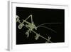 Tylopsis Lilifolia (Lily Bush-Cricket)-Paul Starosta-Framed Photographic Print