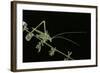 Tylopsis Lilifolia (Lily Bush-Cricket)-Paul Starosta-Framed Photographic Print