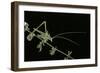 Tylopsis Lilifolia (Lily Bush-Cricket)-Paul Starosta-Framed Photographic Print