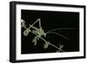 Tylopsis Lilifolia (Lily Bush-Cricket)-Paul Starosta-Framed Photographic Print