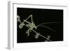 Tylopsis Lilifolia (Lily Bush-Cricket)-Paul Starosta-Framed Photographic Print