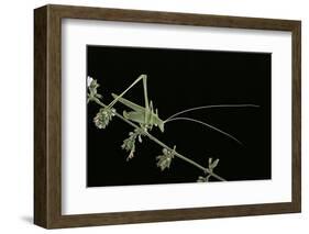 Tylopsis Lilifolia (Lily Bush-Cricket)-Paul Starosta-Framed Photographic Print