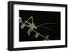 Tylopsis Lilifolia (Lily Bush-Cricket)-Paul Starosta-Framed Photographic Print