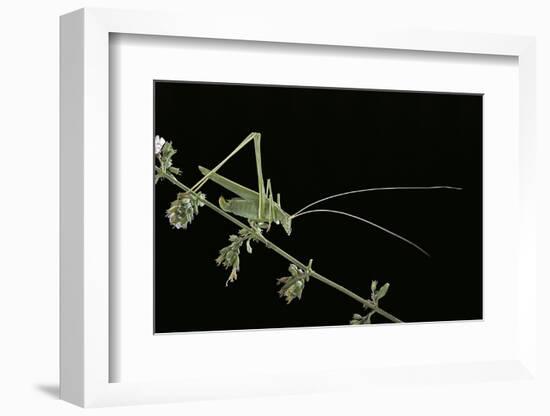 Tylopsis Lilifolia (Lily Bush-Cricket)-Paul Starosta-Framed Photographic Print