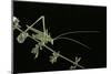 Tylopsis Lilifolia (Lily Bush-Cricket)-Paul Starosta-Mounted Photographic Print