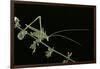 Tylopsis Lilifolia (Lily Bush-Cricket)-Paul Starosta-Framed Photographic Print