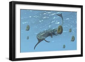Tylosaurus Tries to Feed on Some Ammonites-Stocktrek Images-Framed Art Print