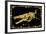 Tylosaurus-ALI Chris-Framed Giclee Print