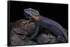 Tylototriton Taliangensis (Taliang Knobby Newt)-Paul Starosta-Framed Stretched Canvas