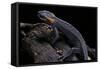 Tylototriton Taliangensis (Taliang Knobby Newt)-Paul Starosta-Framed Stretched Canvas