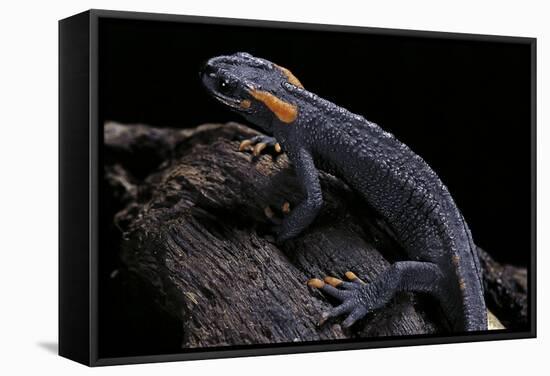 Tylototriton Taliangensis (Taliang Knobby Newt)-Paul Starosta-Framed Stretched Canvas