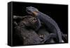 Tylototriton Taliangensis (Taliang Knobby Newt)-Paul Starosta-Framed Stretched Canvas