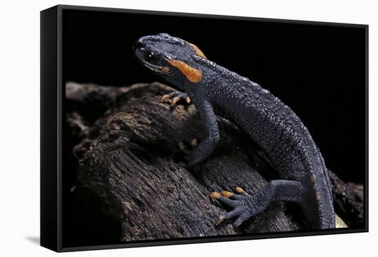 Tylototriton Taliangensis (Taliang Knobby Newt)-Paul Starosta-Framed Stretched Canvas