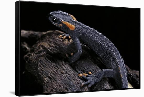 Tylototriton Taliangensis (Taliang Knobby Newt)-Paul Starosta-Framed Stretched Canvas