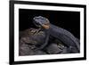 Tylototriton Taliangensis (Taliang Knobby Newt)-Paul Starosta-Framed Photographic Print