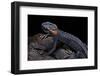 Tylototriton Taliangensis (Taliang Knobby Newt)-Paul Starosta-Framed Photographic Print