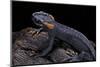 Tylototriton Taliangensis (Taliang Knobby Newt)-Paul Starosta-Mounted Photographic Print