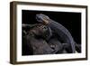 Tylototriton Taliangensis (Taliang Knobby Newt)-Paul Starosta-Framed Photographic Print