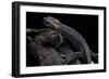 Tylototriton Taliangensis (Taliang Knobby Newt)-Paul Starosta-Framed Photographic Print