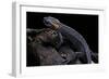 Tylototriton Taliangensis (Taliang Knobby Newt)-Paul Starosta-Framed Photographic Print