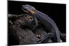 Tylototriton Taliangensis (Taliang Knobby Newt)-Paul Starosta-Mounted Photographic Print