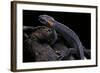 Tylototriton Taliangensis (Taliang Knobby Newt)-Paul Starosta-Framed Photographic Print