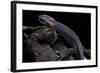 Tylototriton Taliangensis (Taliang Knobby Newt)-Paul Starosta-Framed Photographic Print