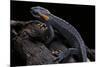 Tylototriton Taliangensis (Taliang Knobby Newt)-Paul Starosta-Mounted Photographic Print