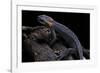 Tylototriton Taliangensis (Taliang Knobby Newt)-Paul Starosta-Framed Photographic Print