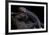 Tylototriton Taliangensis (Taliang Knobby Newt)-Paul Starosta-Framed Photographic Print