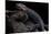 Tylototriton Taliangensis (Taliang Knobby Newt)-Paul Starosta-Mounted Photographic Print