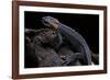 Tylototriton Taliangensis (Taliang Knobby Newt)-Paul Starosta-Framed Photographic Print