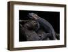 Tylototriton Taliangensis (Taliang Knobby Newt)-Paul Starosta-Framed Photographic Print