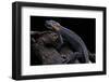 Tylototriton Taliangensis (Taliang Knobby Newt)-Paul Starosta-Framed Photographic Print