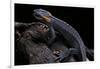 Tylototriton Taliangensis (Taliang Knobby Newt)-Paul Starosta-Framed Photographic Print