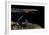 Tylototriton Taliangensis (Taliang Knobby Newt)-Paul Starosta-Framed Photographic Print