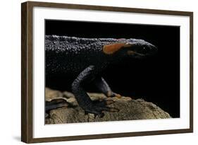 Tylototriton Taliangensis (Taliang Knobby Newt)-Paul Starosta-Framed Photographic Print