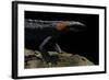 Tylototriton Taliangensis (Taliang Knobby Newt)-Paul Starosta-Framed Photographic Print